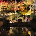 東山植物園ライトアップ3