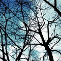 冬空〜枯れ木