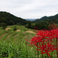 写真: 田んぼに咲く