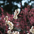 写真: 岡崎南公園の梅６
