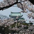 写真: 名古屋城と桜（再チャレンジ）