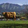 写真: 肥後の赤牛もコロナ対策
