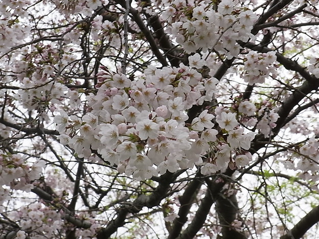 線路沿いの桜