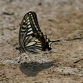 水を飲むアゲハ蝶