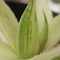 写真: cymbiformis setulifera f. variegataシンビフォルミス錦（仙女冠）11.9.28