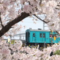 105系×桜2018年