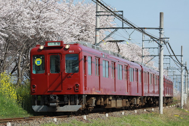 写真: 養老鉄道×桜2018年