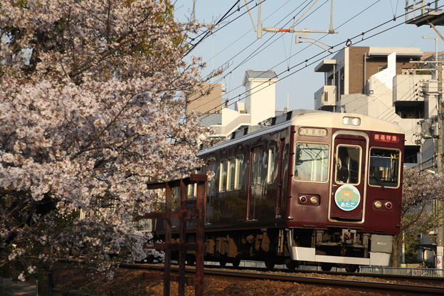 写真: 阪急7000系(直通特急あたご)×桜2018年