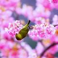 Photos: mejiro in Spring