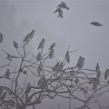写真: 朝霧に包まれて・・・