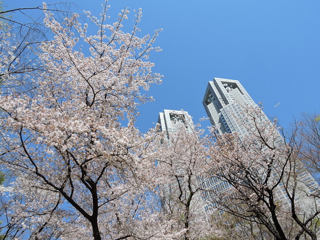 写真: 桜と都庁の競演