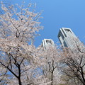 写真: 桜と都庁の競演