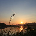 写真: 田んぼに映る夕日