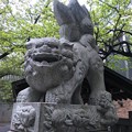 写真: 元三島神社　狛犬。