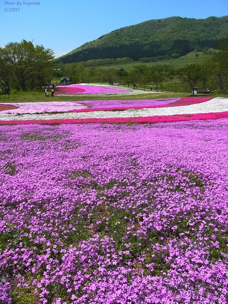 写真: ほころびのある芝桜の絨毯