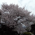 写真: 桜満開