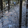 写真: 雪の枝