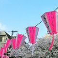 写真: 目黒川桜まつり１