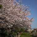 Photos: 桜日より