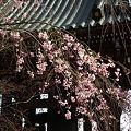 Photos: 鐘楼と桜