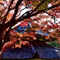 写真: 2018_1123_112226　京・西山・善峯寺