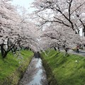写真: 滝の宮の桜
