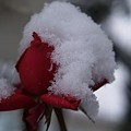 庭の雪バラ