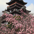 写真: 春、伏見桃山城