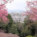 桜咲く山から　京都・熊野若王子神社