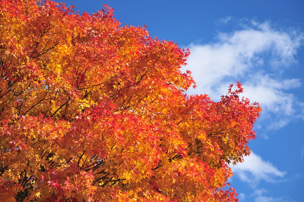 写真: 彩る紅葉と流れる雲