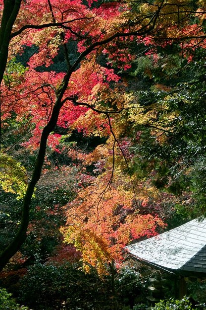 三滝寺の紅葉