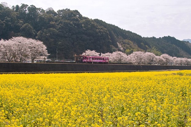 桜と菜の花咲く駅
