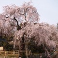 写真: 神原（かんばら）の枝垂桜