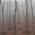 写真: 霧の林を