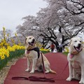 写真: 桜と兄弟