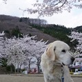 写真: 桜わんこ