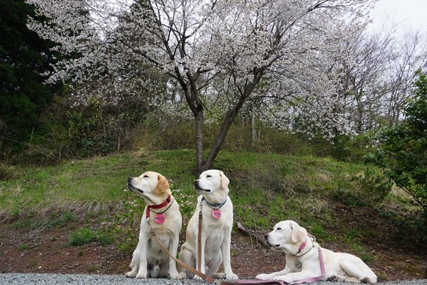 Photos: 山桜