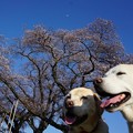 写真: 桜とモデル犬