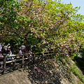 写真: 八幡山・瑞龍寺の桜