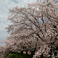 写真: 岩倉　五条川の桜