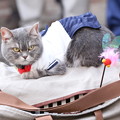 写真: セーラー服の猫