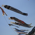 写真: 勇壮な七里御浜海岸の鯉のぼり