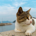 写真: 佐柳島の猫ちゃん