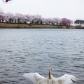 写真: 白鳥の花見