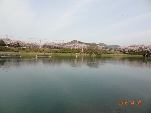 写真: 桜の加賀フィッシングエリア
