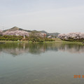 写真: 桜の加賀フィッシングエリア