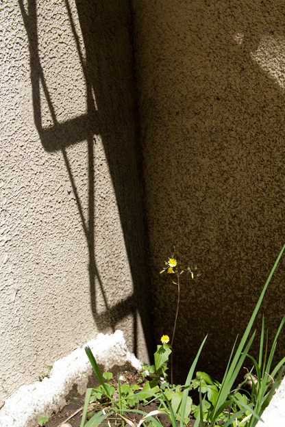 写真: 花と影