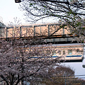 写真: 桜色に染まるモノレール