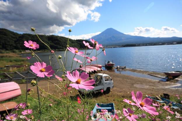 写真: コスモス、軽トラ、富士山