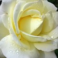 写真: pure White な　薔薇